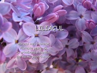 LILIACULLILIACUL
Mirosul meu îmbietor,Mirosul meu îmbietor,
Pluteşte peste văi.Pluteşte peste văi.
Şi primăvara o-nsoţesc,Şi primăvara o-nsoţesc,
Iar ea mă poartă-n păr.Iar ea mă poartă-n păr.
 