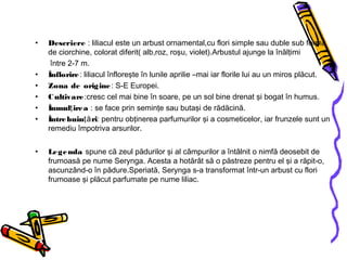 • Descriere : liliacul este un arbust ornamental,cu flori simple sau duble sub formă
de ciorchine, colorat diferit( alb,roz, roşu, violet).Arbustul ajunge la înălţimi
între 2-7 m.
• Înflorire: liliacul înfloreşte în lunile aprilie –mai iar florile lui au un miros plăcut.
• Zona de origine: S-E Europei.
• Cultivare:cresc cel mai bine în soare, pe un sol bine drenat şi bogat în humus.
• Înmul ireaţ : se face prin seminţe sau butaşi de rădăcină.
• Întrebuin riţă : pentru obţinerea parfumurilor şi a cosmeticelor, iar frunzele sunt un
remediu împotriva arsurilor.
• Legenda spune că zeul pădurilor şi al câmpurilor a întâlnit o nimfă deosebit de
frumoasă pe nume Serynga. Acesta a hotărât să o păstreze pentru el şi a răpit-o,
ascunzând-o în pădure.Speriată, Serynga s-a transformat într-un arbust cu flori
frumoase şi plăcut parfumate pe nume liliac.
 