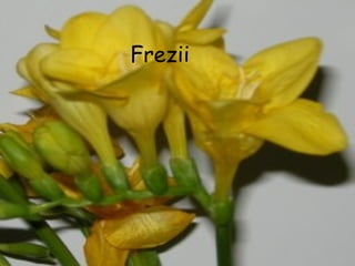 Frezii
 