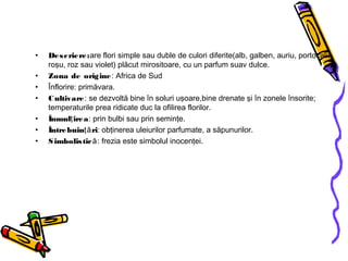 • Descriere:are flori simple sau duble de culori diferite(alb, galben, auriu, portocaliu
roşu, roz sau violet) plăcut mirositoare, cu un parfum suav dulce.
• Zona de origine: Africa de Sud
• Înflorire: primăvara.
• Cultivare: se dezvoltă bine în soluri uşoare,bine drenate şi în zonele însorite;
temperaturile prea ridicate duc la ofilirea florilor.
• Înmul ireaţ : prin bulbi sau prin seminţe.
• Întrebuin riţă : obţinerea uleiurilor parfumate, a săpunurilor.
• Simbolistică: frezia este simbolul inocenţei.
 