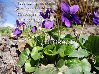 Toporaşi noi ne numim,Toporaşi noi ne numim,
ŞiŞi cu drag noi vă vestimcu drag noi vă vestim
Că soseşte iar în ţară,Că soseşte iar în ţară,
Mult dorita primăvară.Mult dorita primăvară.
TOPORATOPORAŞIŞI
 