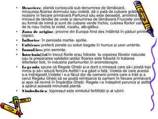 • Descriere: plantă cunoscută sub denumirea de tămâioară,
micşunea,floarea domnului sau violetă, dă o pată de culoare grădinilor
noastre în fiecare primăvară.Parfumul său este deosebit, amintind de
mirosul de tămâie de unde şi denumirea de tămâioară.Frunzele zimţate
au formă de inimă şi sunt de culoare verde închis; culorea florilor variază
de la roşu închis la violet, rozaliu, alb-gălbui.
• Zona de origine: provine din Europa fiind des întâlnită în păduri printre
copaci.
• Înflorire: în perioada martie- aprilie.
• Cultivare:preferă zonele cu soluri bogate în humus şi usor umbrite.
• Înmul ire:ţ prin seminţe.
• Întrebuin riţă :în trecut florile erau folosite la vopsirea fibrelor naturale
sau la prepararea salatelor;astăzi floarea este folosită în tratarea
diferitelor boli, în industria parfumurilor,în aromoterapie.
• Legenda spune că Regele Gheţii şi-a dorit o mireasă care şă-i poată topi
inima şi să-i aducă fericire.Astfel i s-a găsit o fată, Violeta de care acesta
s-a îndrăgostit.Violetei i s-a făcut dor de oamenii printre care a trăit şi a
cerut Regelui Gheţii să se poată reîntoarce la oameni în fiecare primăvară
şi apoi să revină în Împărăţia Gheţii. Regele i-a îndeplinit porunca şi astfel
a apărut această minunată plantă.
• Simbolistica: toporaşul este simbolul fertilităţii şi al iubirii.
 