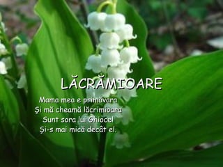 LLĂĂCRCRĂĂMIOAREMIOARE
Mama mea e primMama mea e primăvaraăvara
ŞŞii mă cheamămă cheamă llăcrimioaraăcrimioara
Sunt sora lui GhiocelSunt sora lui Ghiocel
Şi-s mai mică decât el.Şi-s mai mică decât el.
 