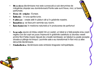 • Descriere:lăcrămioara mai este cunoscută şi sub denumirea de
mărgăritar,clopoţei sau dumbrăvioară.Florile sale sunt firave, mici, şi foarte
parfumate.
• Zona de origine: Europa.
• Înflorire : în luna aprilie-iunie.
• Cultivare : creşte atât în păduri cât şi în grădinile noastre.
• Înmul ireaţ : se face prin seminţe sau rizomi.
• Întrebuin ri:ţă în medicina naturistă şi în producerea de parfumuri
• Legenda spune că trăiau odată într-un castel, un băiat şi o fată;aceştia erau copiii
regelui.Cei doi copii se jucau împreună în grădinile castelului şi zburdau veseli
printre flori.Fetiţa moare răpusă de o boală nemiloasă, iar băiatul nu poate accepta
situaţia şi plânge tot timpul. Lacrimile sale s-au transformat în flori mici şi albe
denumite lăcrămioare.
• Simbolistica: lăcrămioara este simbolul dragostei neîmpărtăşite.
 