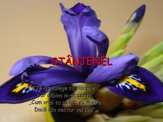 STÂNJENELSTÂNJENEL
Te-aş culege cu plăcereTe-aş culege cu plăcere
Dar albina m-ar certa:Dar albina m-ar certa:
,,Cum vrei tu să fac eu miere,,Cum vrei tu să fac eu miere
Dacă din nectar vei lua!’’Dacă din nectar vei lua!’’
 