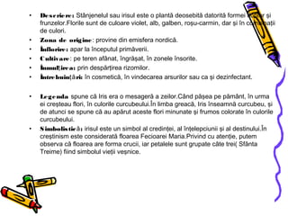 • Descriere: Stânjenelul sau irisul este o plantă deosebită datorită formei florilor şi
frunzelor.Florile sunt de culoare violet, alb, galben, roşu-carmin, dar şi în combinaţii
de culori.
• Zona de origine: provine din emisfera nordică.
• Înflorire: apar la începutul primăverii.
• Cultivare: pe teren afânat, îngrăşat, în zonele însorite.
• Înmul irea:ţ prin despărţirea rizomilor.
• Întrebuin ri:ţă în cosmetică, în vindecarea arsurilor sau ca şi dezinfectant.
• Legenda spune că Iris era o mesageră a zeilor.Când păşea pe pământ, în urma
ei creşteau flori, în culorile curcubeului.În limba greacă, Iris înseamnă curcubeu, şi
de atunci se spune că au apărut aceste flori minunate şi frumos colorate în culorile
curcubeului.
• Simbolistic :ă irisul este un simbol al credinţei, al înţelepciunii şi al destinului.În
creştinism este considerată floarea Fecioarei Maria.Privind cu atenţie, putem
observa că floarea are forma crucii, iar petalele sunt grupate câte trei( Sfânta
Treime) fiind simbolul vieţii veşnice.
 