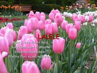 LALELELALELE
Sunt şi eu o floare mică,Sunt şi eu o floare mică,
Sunt lalea ,sunt frumuşicăSunt lalea ,sunt frumuşică
Grădinile-mpodobesc,Grădinile-mpodobesc,
Printre flori eu mă mândrescPrintre flori eu mă mândresc..
 