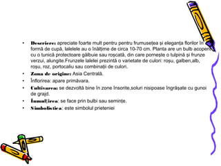 • Descriere: apreciate foarte mult pentru pentru frumuseţea şi eleganţa florilor în
formă de cupă, lalelele au o înălţime de circa 10-70 cm. Planta are un bulb acoperit
cu o tunică protectoare gălbuie sau roşcată, din care porneşte o tulpină şi frunze
verzui, alungite.Frunzele lalelei prezintă o varietate de culori: roşu, galben,alb,
roşu, roz, portocaliu sau combinaţii de culori.
• Zona de origine: Asia Centrală.
• Înflorirea: apare primăvara.
• Cultivarea: se dezvoltă bine în zone însorite,soluri nisipoase îngrăşate cu gunoi
de grajd.
• Înmul ireaţ : se face prin bulbi sau seminţe.
• Simbolistica: este simbolul prieteniei
 