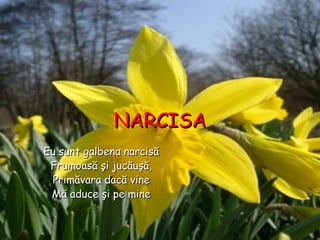 NARCISANARCISA
Eu sunt galbena narcisăEu sunt galbena narcisă
Frumoasă şi jucăuşă,Frumoasă şi jucăuşă,
Primăvara dacă vinePrimăvara dacă vine
Mă aduce şi pe mineMă aduce şi pe mine
 