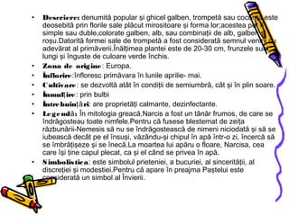 • Descriere: denumită popular şi ghicel galben, trompetă sau cocoriţă este
deosebită prin florile sale plăcut mirositoare şi forma lor;acestea pot fi
simple sau duble,colorate galben, alb, sau combinaţii de alb, galben şi
roşu.Datorită formei sale de trompetă a fost considerată semnul venirii cu
adevărat al primăverii.Înălţimea plantei este de 20-30 cm, frunzele sunt
lungi şi înguste de culoare verde închis.
• Zona de origine: Europa.
• Înflorire:înfloresc primăvara în lunile aprilie- mai.
• Cultivare: se dezvoltă atât în condiţii de semiumbră, cât şi în plin soare.
• Înmul ireţ : prin bulbi
• Întrebuin riţă : are proprietăţi calmante, dezinfectante.
• Legend :ă În mitologia greacă,Narcis a fost un tânăr frumos, de care se
îndrăgosteau toate nimfele.Pentru că fusese blestemat de zeiţa
răzbunării-Nemesis să nu se îndrăgostească de nimeni niciodată şi să se
iubească decât pe el însuşi, văzându-şi chipul în apă într-o zi, încercă să
se îmbrăţişeze şi se înecă.La moartea lui apăru o floare, Narcisa, cea
care îşi ţine capul plecat, ca şi el când se privea în apă.
• Simbolistica: este simbolul prieteniei, a bucuriei, al sincerităţii, al
discreţiei şi modestiei.Pentru că apare în preajma Paştelui este
considerată un simbol al Învierii.
 