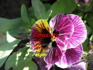 PanseluţaPanseluţa
,,Panseluţă, panseluţă,,Panseluţă, panseluţă
De ce mi-ai ieşit în caleDe ce mi-ai ieşit în cale??
Eu te-aş mângâia drăguţă,Eu te-aş mângâia drăguţă,
pe-obrăjorii de petale.’’pe-obrăjorii de petale.’’
 