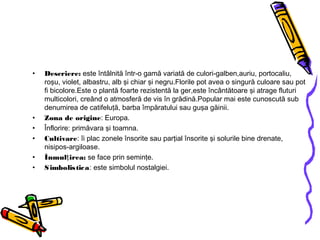 • Descriere: este întâlnită într-o gamă variată de culori-galben,auriu, portocaliu,
roşu, violet, albastru, alb şi chiar şi negru.Florile pot avea o singură culoare sau pot
fi bicolore.Este o plantă foarte rezistentă la ger,este încântătoare şi atrage fluturi
multicolori, creând o atmosferă de vis în grădină.Popular mai este cunoscută sub
denumirea de catifeluţă, barba împăratului sau guşa găinii.
• Zona de origine: Europa.
• Înflorire: primăvara şi toamna.
• Cultivare: îi plac zonele însorite sau parţial însorite şi solurile bine drenate,
nisipos-argiloase.
• Înmul irea:ţ se face prin seminţe.
• Simbolistica: este simbolul nostalgiei.
 