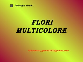 flori multicolore [email_address] Gheorghe zamfir- . 