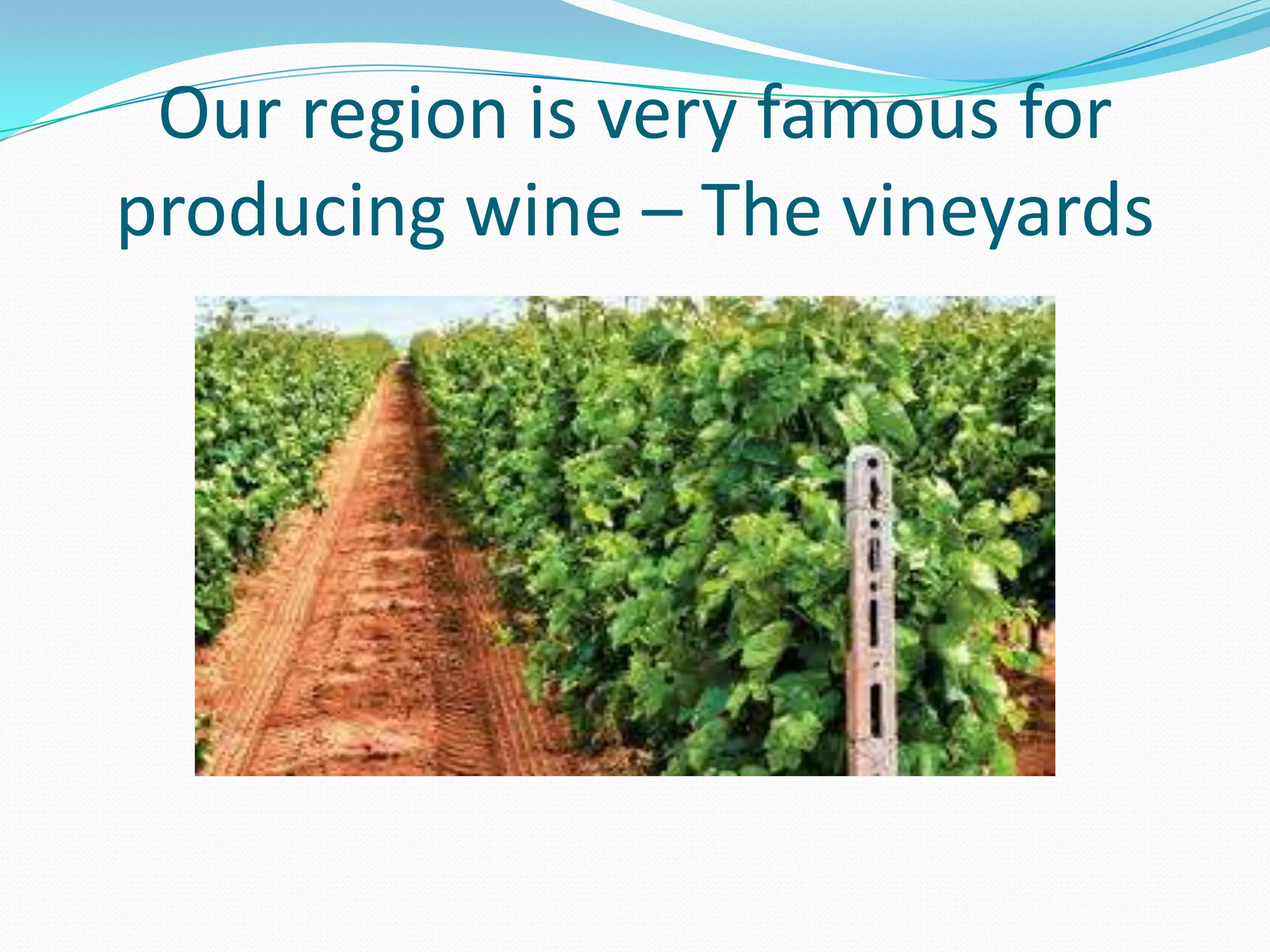 Our region is very famous for
producing wine – The vineyards