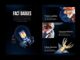 Florin Nica - Research Presentation