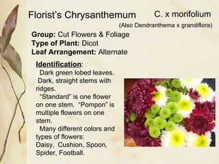 Florist’s Chrysanthemum Group:  Cut Flowers & Foliage Type of Plant:  Dicot Leaf Arrangement:  Alternate Identification : Dark green lobed leaves.  Dark, straight stems with ridges.  “ Standard” is one flower on one stem.  “Pompon” is multiple flowers on one stem.  Many different colors and types of flowers:  Daisy, Cushion, Spoon, Spider, Football. C. x morifolium (Also Dendranthema x grandiflora) 