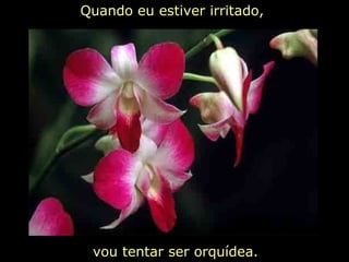 Quando eu estiver irritado,  vou tentar ser orquídea. 