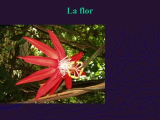 La flor 