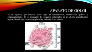 APARATO DE GOLGI
Es un orgánulo que funciona como lugar de concentración, modificación química y
empaquetamiento de los pr...
