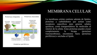 MEMBRANA CELULAR
La membrana celular contiene además de lípidos,
proteínas y carbohidratos que actúan como
receptores espe...
