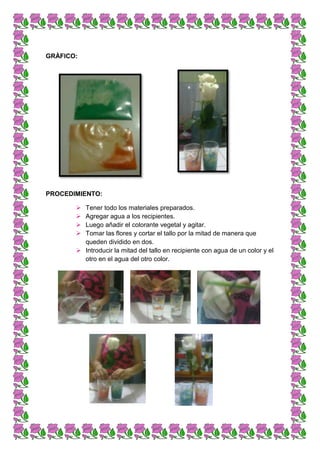 GRÀFICO:
PROCEDIMIENTO:
Tener todo los materiales preparados.
Agregar agua a los recipientes.
Luego añadir el colorante vegetal y agitar.
Tomar las flores y cortar el tallo por la mitad de manera que
queden dividido en dos.
Introducir la mitad del tallo en recipiente con agua de un color y el
otro en el agua del otro color.
