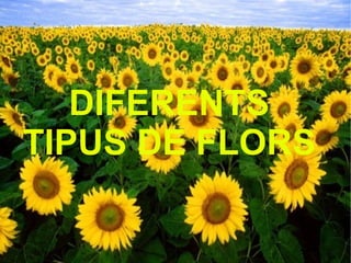 DIFERENTS TIPUS DE FLORS 