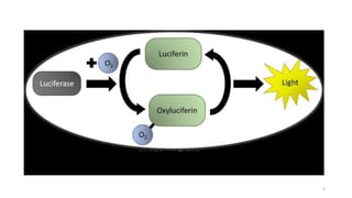 Flourescence and phosphorescence