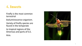 Flourescence and phosphorescence