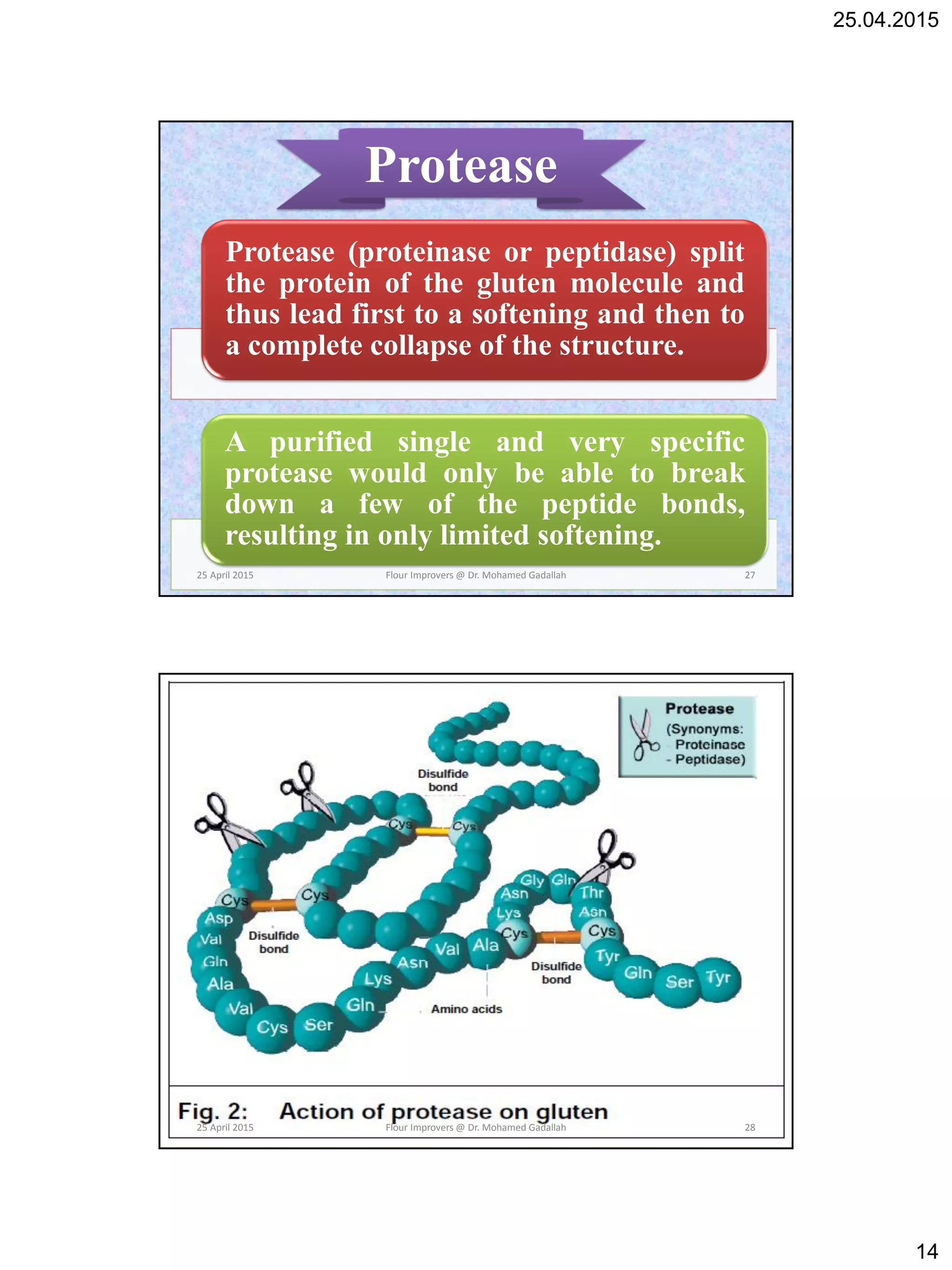 25.04.2015
14
Protease (proteinase or peptidase) split
the protein of the gluten molecule and
thus lead first to a softening and then to
a complete collapse of the structure.
A purified single and very specific
protease would only be able to break
down a few of the peptide bonds,
resulting in only limited softening.
Protease
25 April 2015 27Flour Improvers @ Dr. Mohamed Gadallah
25 April 2015 28Flour Improvers @ Dr. Mohamed Gadallah
 