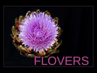 FLOVERS 