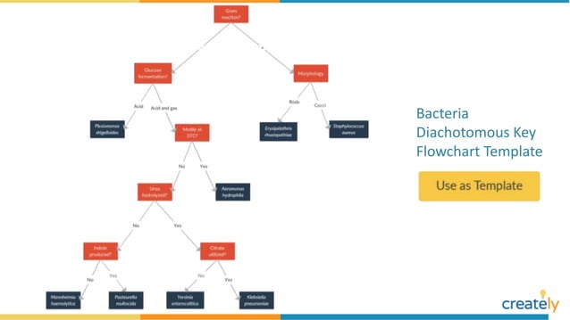 Flowchart Examples with Editable Templates | PPTX