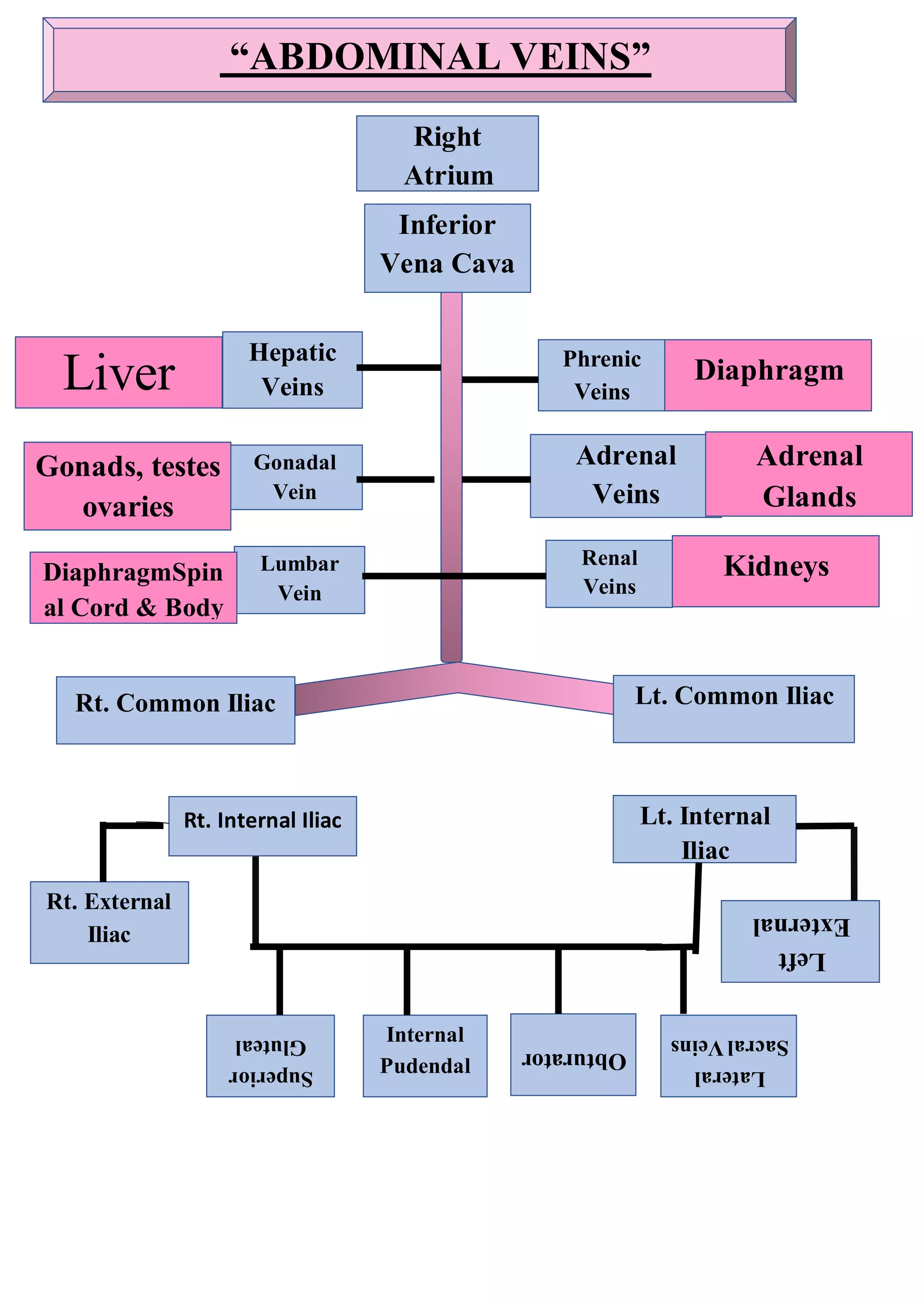 Gonadal
Vein
Lumbar
Vein
Hepatic
Veins
Renal
Veins
Phrenic
Veins
Right
Atrium
Left
External
Iliac
Rt. Internal Iliac
Adrenal
Veins
Rt. Common Iliac Lt. Common Iliac
Lt. Internal
Iliac
Inferior
Vena Cava
“ABDOMINAL VEINS”
Diaphragm
Adrenal
Glands
Kidneys
Rt. External
Iliac
Superior
Gluteal Internal
Pudendal
Obturator
Lateral
Sacral
Veins
Liver
Gonads, testes
ovaries
Gonads
DiaphragmSpin
al Cord & Body
Wall
 