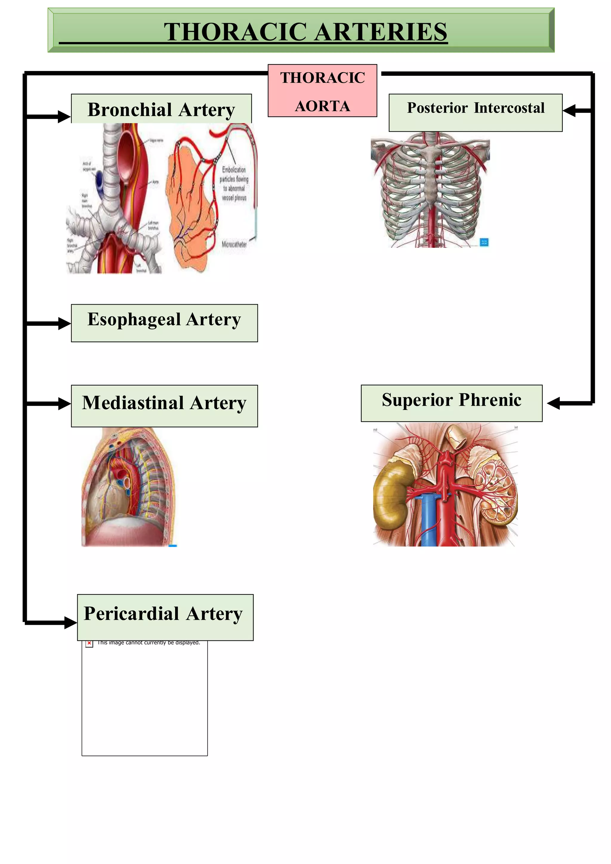 THORACIC ARTERIES
THORACIC
AORTA
Bronchial Artery
Esophageal Artery
Mediastinal Artery
Pericardial Artery
Superior Phrenic
Posterior Intercostal
 