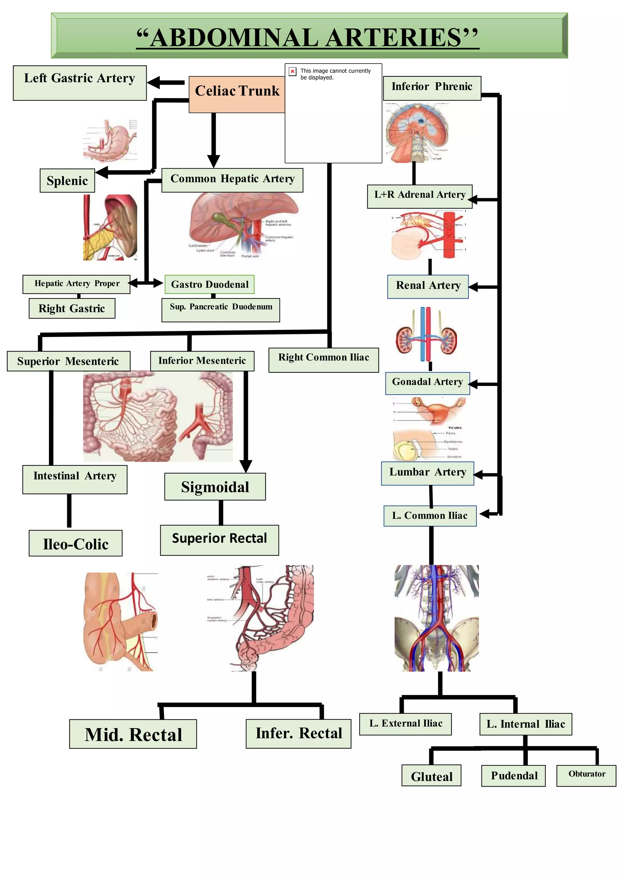 “ABDOMINAL ARTERIES’’
CeliacTrunk
Left Gastric Artery
Inferior Phrenic
Common Hepatic Artery
Hepatic Artery Proper Gastro Duodenal
L+R Adrenal Artery
Renal Artery
Gonadal Artery
Lumbar Artery
L. Common Iliac
Splenic
Superior Mesenteric Inferior Mesenteric Right Common Iliac
L. External Iliac L. Internal Iliac
Gluteal Pudendal Obturator
Right Gastric Sup. Pancreatic Duodenum
Intestinal Artery
Ileo-Colic
Sigmoidal
Superior Rectal
Mid. Rectal Infer. Rectal
 