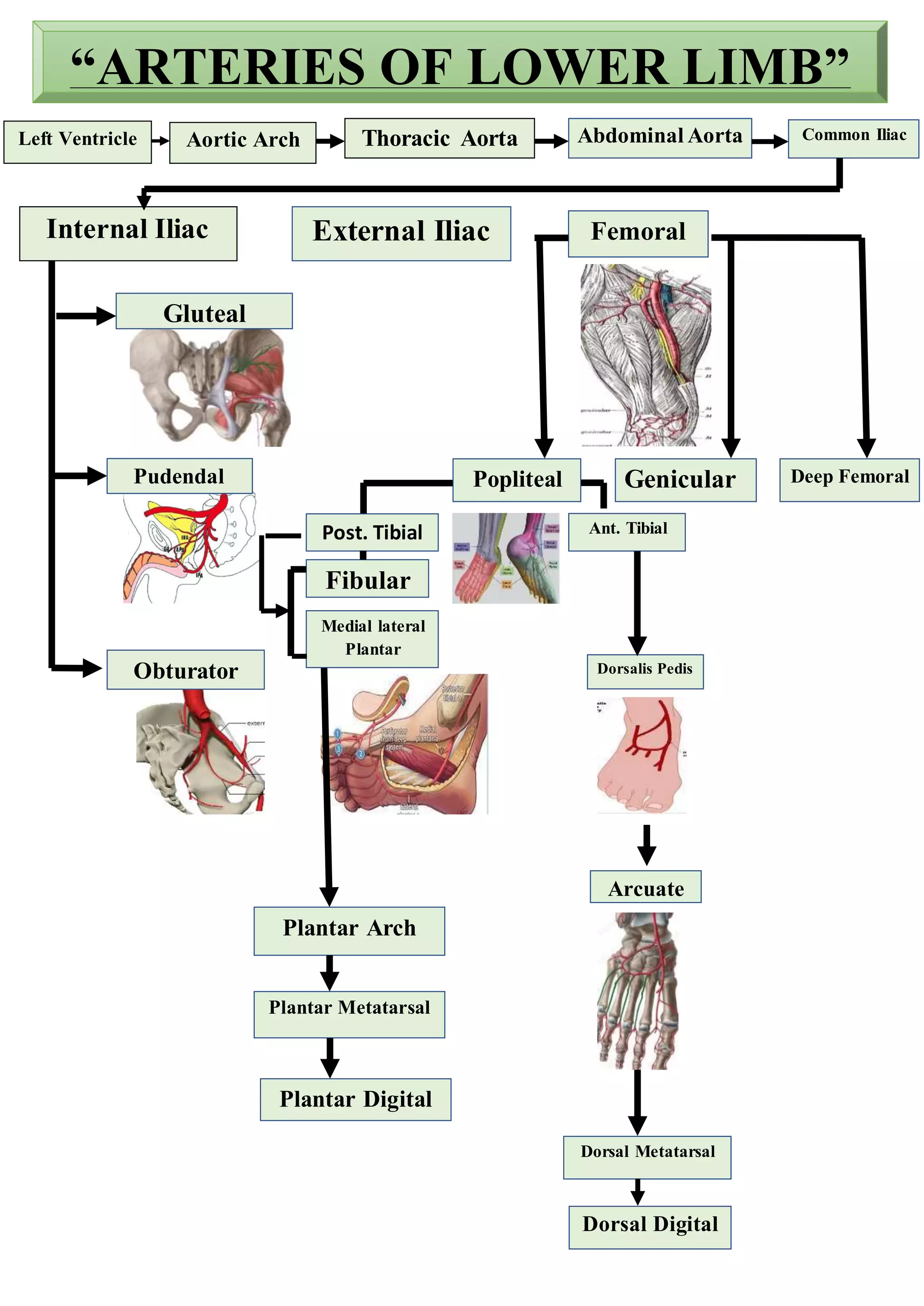 “ARTERIES OF LOWER LIMB”
Left Ventricle Aortic Arch Thoracic Aorta Abdominal Aorta Common Iliac
Internal Iliac External Iliac Femoral
Popliteal Genicular Deep Femoral
Fibular
Ant. Tibial
Medial lateral
Plantar
Post. Tibial
Dorsalis Pedis
Arcuate
Dorsal Metatarsal
Dorsal Digital
Plantar Arch
Plantar Metatarsal
Plantar Digital
Gluteal
Pudendal
Obturator
 