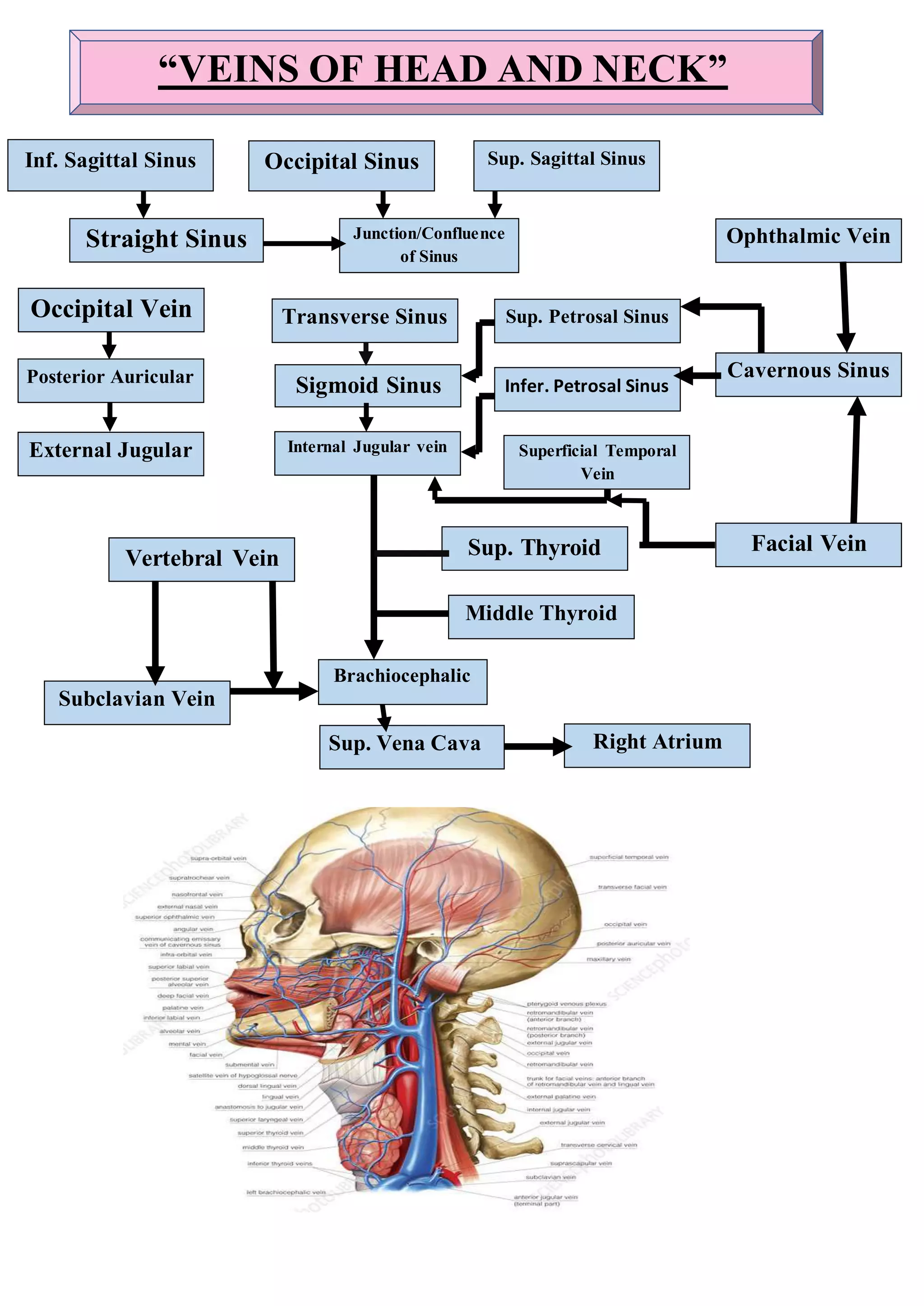“VEINS OF HEAD AND NECK”
Inf. Sagittal Sinus Sup. Sagittal Sinus
Occipital Sinus
Straight Sinus
Transverse Sinus
Junction/Confluence
of Sinus
Sigmoid Sinus
Internal Jugular vein Superficial Temporal
Vein
Sup. Thyroid
Infer. Petrosal Sinus
Sup. Petrosal Sinus
Middle Thyroid
Occipital Vein
Posterior Auricular
External Jugular
Vertebral Vein
Subclavian Vein
Brachiocephalic
Sup. Vena Cava Right Atrium
Cavernous Sinus
Ophthalmic Vein
Facial Vein
 