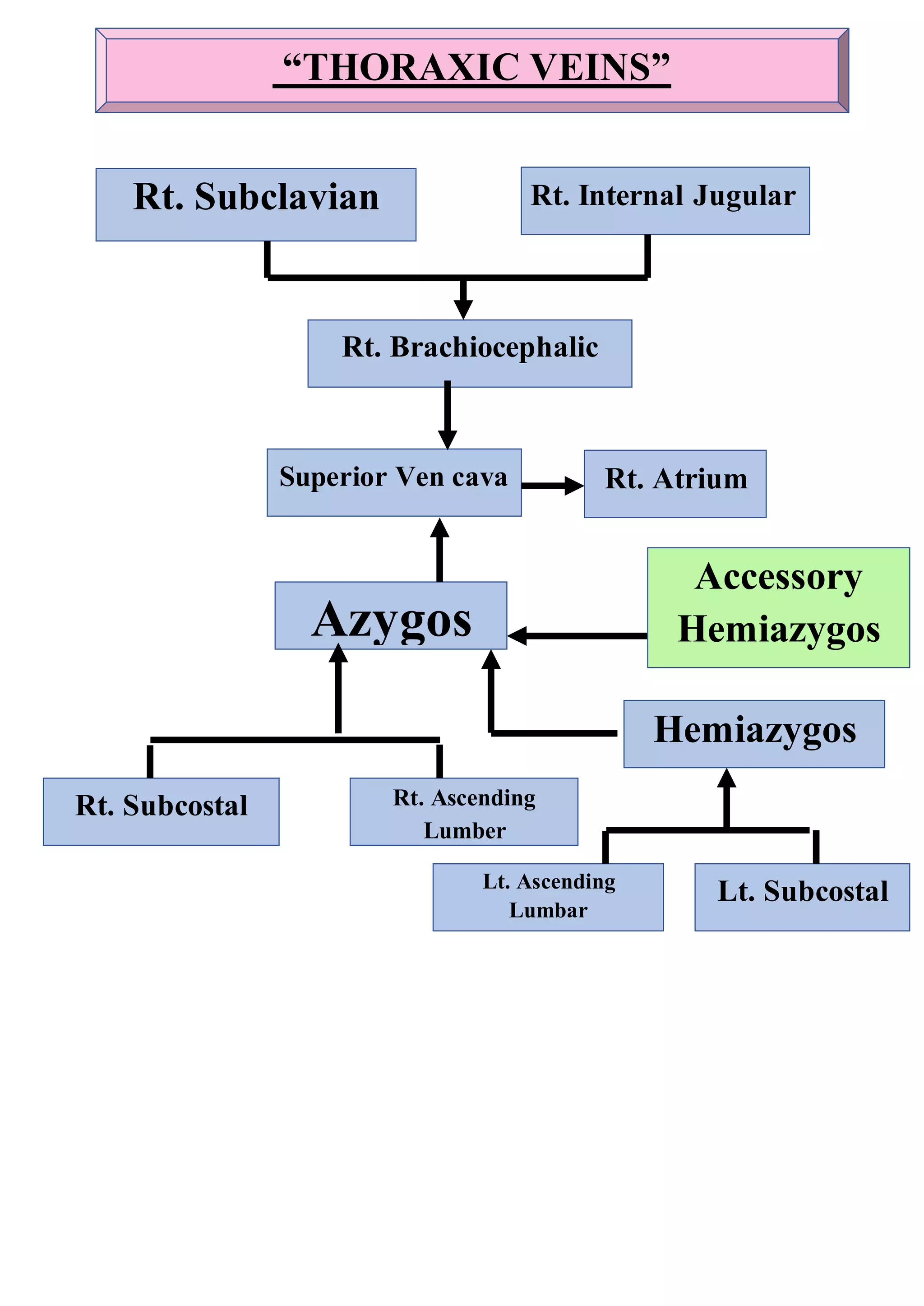 “THORAXIC VEINS”
Rt. Subclavian Rt. Internal Jugular
Rt. Brachiocephalic
Superior Ven cava Rt. Atrium
Accessory
Hemiazygos
Azygos
Hemiazygos
Rt. Subcostal Rt. Ascending
Lumber
Lt. Ascending
Lumbar
Lt. Subcostal
 