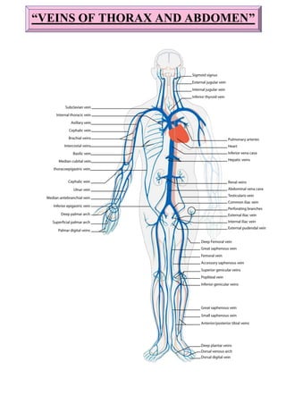 Venos System Arterial system, Venous drainage, lymphatics system- Flow Chart- | DOCX