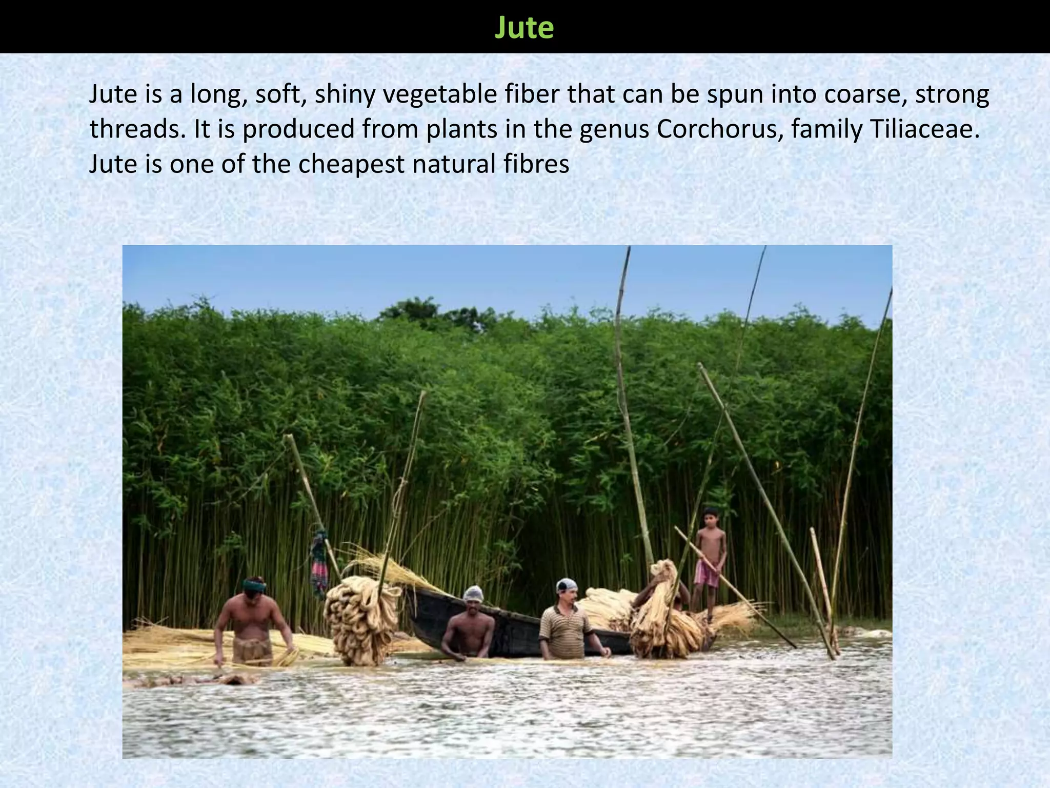 Jute
Jute is a long, soft, shiny vegetable fiber that can be spun into coarse, strong
threads. It is produced from plants in the genus Corchorus, family Tiliaceae.
Jute is one of the cheapest natural fibres
 