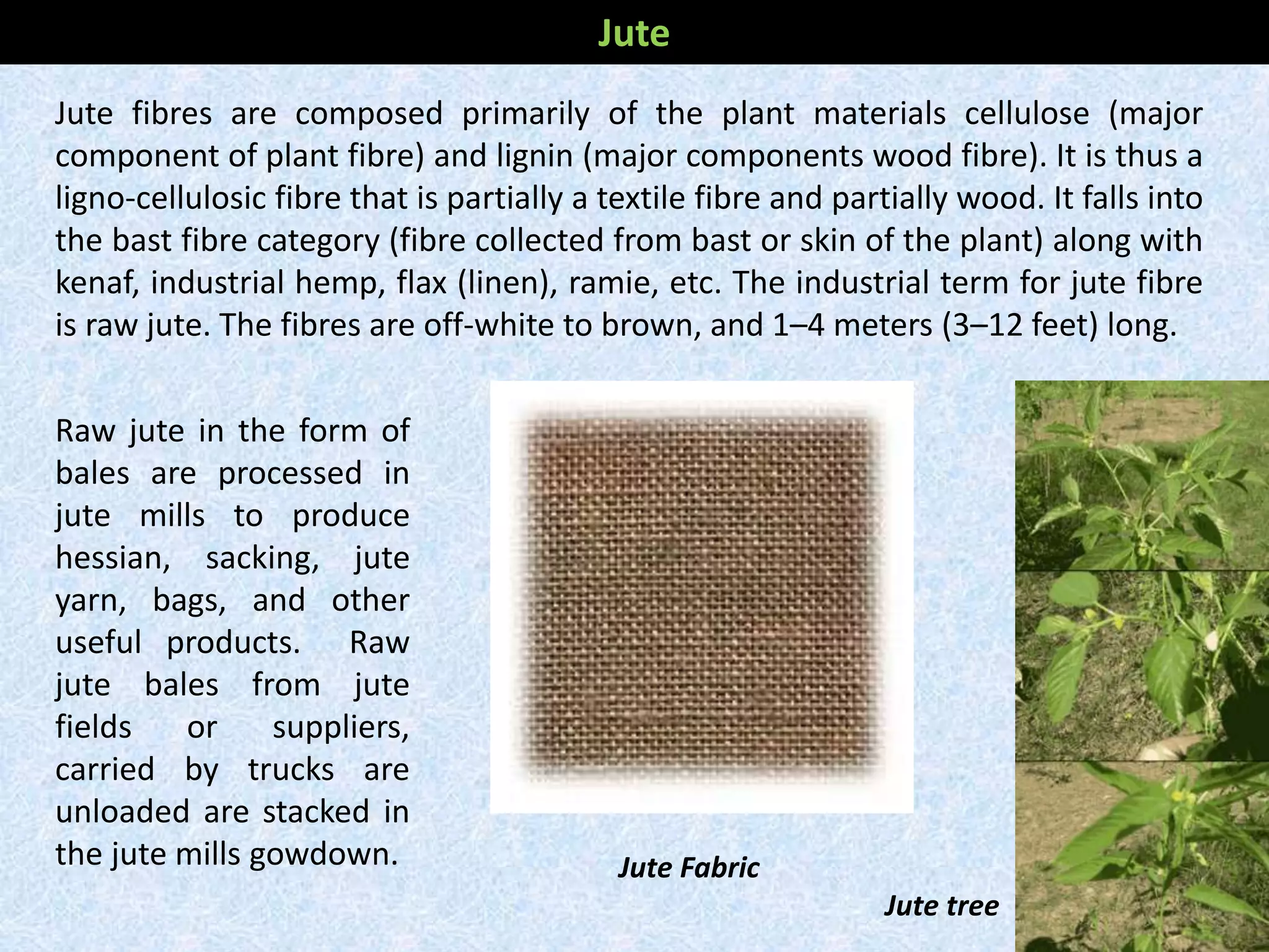 Raw jute in the form of
bales are processed in
jute mills to produce
hessian, sacking, jute
yarn, bags, and other
useful products. Raw
jute bales from jute
fields or suppliers,
carried by trucks are
unloaded are stacked in
the jute mills gowdown.
Jute fibres are composed primarily of the plant materials cellulose (major
component of plant fibre) and lignin (major components wood fibre). It is thus a
ligno-cellulosic fibre that is partially a textile fibre and partially wood. It falls into
the bast fibre category (fibre collected from bast or skin of the plant) along with
kenaf, industrial hemp, flax (linen), ramie, etc. The industrial term for jute fibre
is raw jute. The fibres are off-white to brown, and 1–4 meters (3–12 feet) long.
Jute
Jute Fabric
Jute tree
 