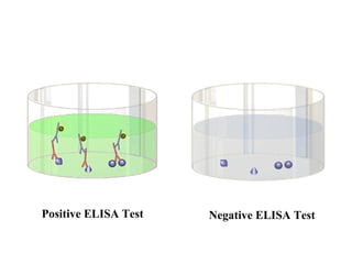 Positive ELISA Test Negative ELISA Test   