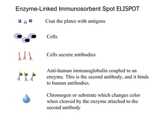 Enzyme-Linked Immunosorbent  Spot   ELISPOT                                                       Coat the plates with  antigens Cells  Anti-human immunoglobulin coupled to an enzyme. This is the second antibody, and it binds to human antibodies. Chromogen or substrate which changes color when cleaved by the enzyme attached to the second antibody Cells secrete antibodies 