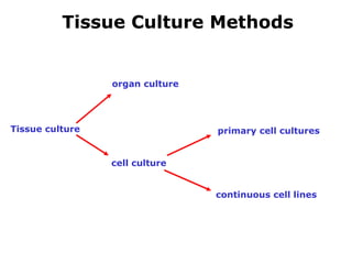 Tissue Culture Methods Tissue culture  organ culture  cell culture  p rimary cell cultures  continuous cell lines  