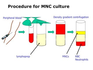 Procedure for MNC culture lymphoprep Peripheral blood MNCs RBC Neutrophils Density gradient centrifugation 