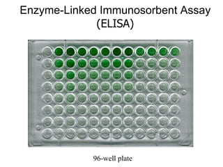 Enzyme-Linked Immunosorbent Assay  (ELISA) 96-well plate 