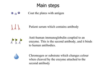 Main steps                                                                         Patient serum which contains antibody Anti-human immunoglobulin coupled to an enzyme. This is the second antibody, and it binds to human antibodies. Chromogen or substrate which changes colour when cleaved by the enzyme attached to the second antibody Coat the plates with  antigen  