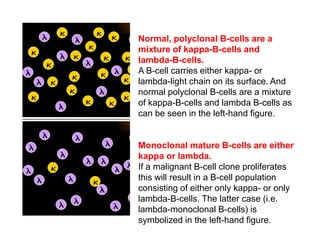 Normal, polyclonal B-cells are a
mixture of kappa-B-cells and
lambda-B-cells.
A B-cell carries either kappa- or
lambda-light chain on its surface. And
normal polyclonal B-cells are a mixture
of kappa-B-cells and lambda B-cells as
can be seen in the left-hand figure.
Monoclonal mature B-cells are either
kappa or lambda.
If a malignant B-cell clone proliferates
this will result in a B-cell population
consisting of either only kappa- or only
lambda-B-cells. The latter case (i.e.
lambda-monoclonal B-cells) is
symbolized in the left-hand figure.
 