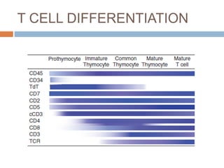 T CELL DIFFERENTIATION
 