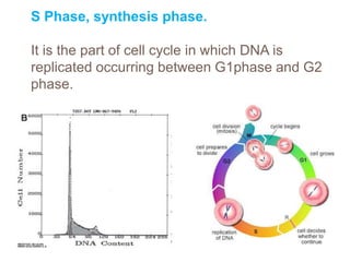 S Phase, synthesis phase.
It is the part of cell cycle in which DNA is
replicated occurring between G1phase and G2
phase.
 