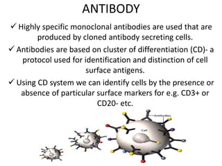 ANTIBODY
 Highly specific monoclonal antibodies are used that are
produced by cloned antibody secreting cells.
 Antibodies are based on cluster of differentiation (CD)- a
protocol used for identification and distinction of cell
surface antigens.
 Using CD system we can identify cells by the presence or
absence of particular surface markers for e.g. CD3+ or
CD20- etc.
 